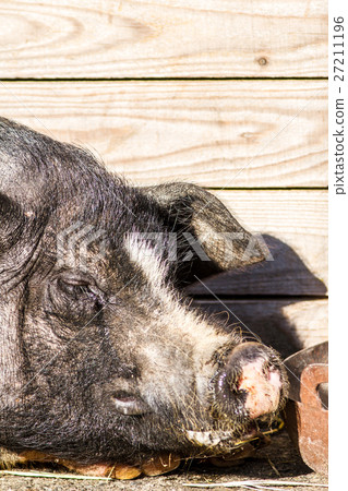 A nap of a pig 27211196