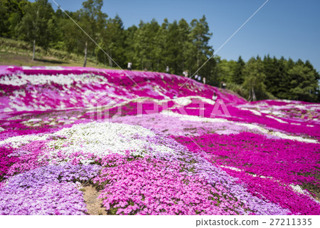 Mr. Mishima's Shiba Sakura (Niseko shallow depth of field) 27211335