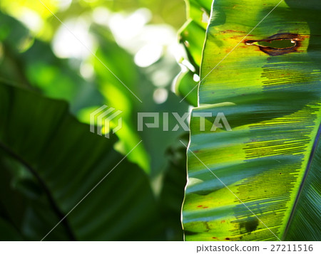 green leaves tropical plants, large bird's nest fe green leaves tropical plants, large bird's nest fe 27211516