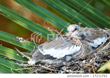 close up of dove chicks 27211762