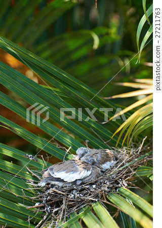 Sleeping white dove chicks 27211763