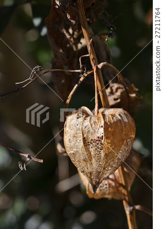 變成網狀的Hozuki 27211764