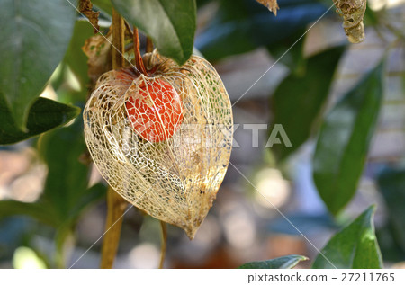 變成網狀的Hozuki 27211765