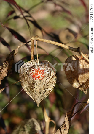變成網狀的Hozuki 變成網狀的Hozuki 27211766
