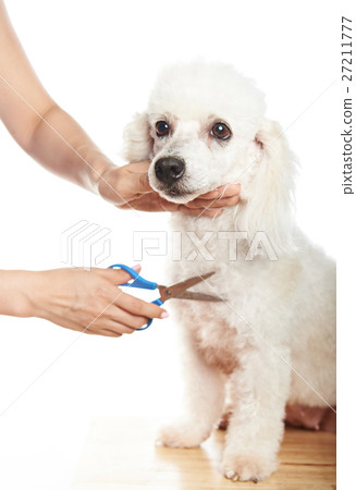 Make hair cut for poodle 27211777