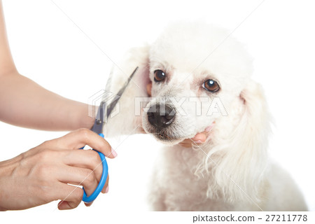 dog barber shop dog barber shop 27211778