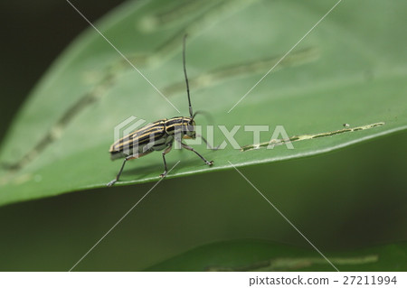 生物昆蟲石垣條紋絲綢小龍蝦,Yujiyama猩紅色米綠鰭金槍魚。垂直條紋被打破並成為點 生物昆蟲石垣條紋絲綢小龍蝦,Yujiyama猩紅色米綠鰭金槍魚。垂直條紋被打破並成為點 27211994