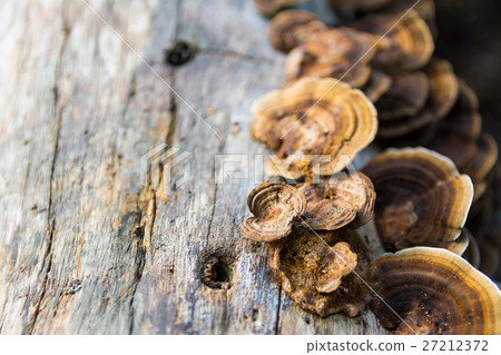 Mushrooms on log Mushrooms on log 27212372