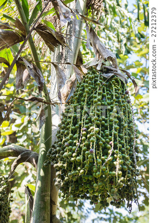 betel palm betel palm 27212379