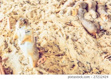 Prairie Dog stand Prairie Dog stand 27212424