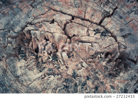tree stump in the forest 2 tree stump in the forest 2 27212433