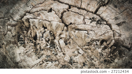 tree stump in the forest tree stump in the forest 27212434