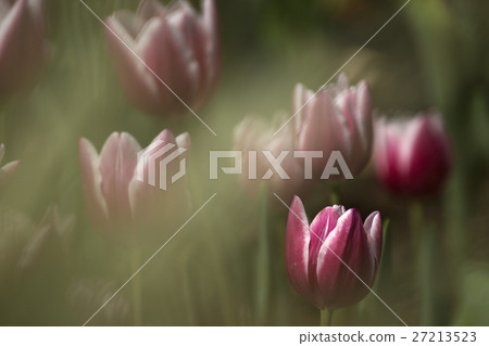 Plant Plant 27213523