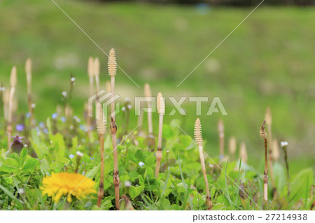 Spring horns Spring horns 27214938