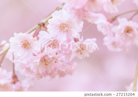 Double cherry blossoms Double cherry blossoms 27215204