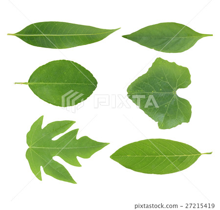 Set leaf isolated on white background 27215419
