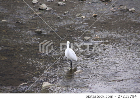 Shirasagi（大和市佐川） 27215784