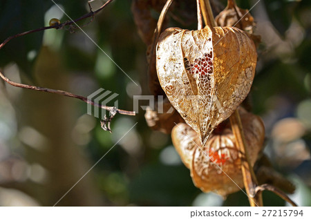 變成網狀的Hozuki 27215794