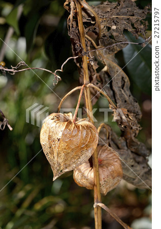 Hozuki which became mesh Hozuki which became mesh 27215797