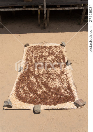 drying flower buds from clove spice drying flower buds from clove spice 27216024