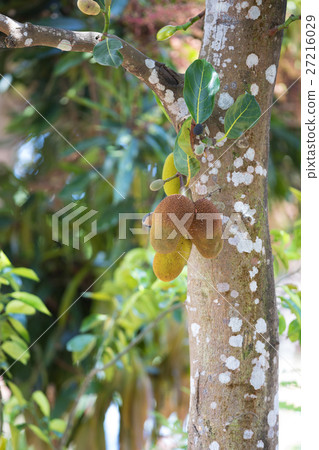 Jackfruit (Artocarpus heterophyllus) Madagascar 27216029