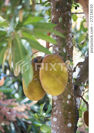 Jackfruit (Artocarpus heterophyllus) Madagascar 27216030