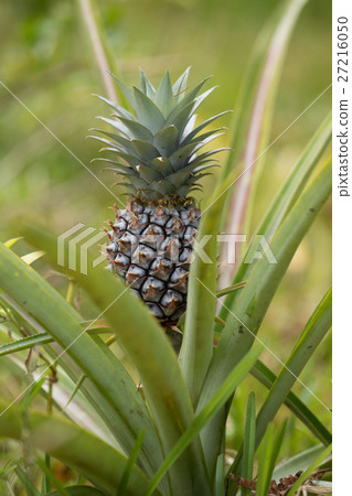 Pineapple tropical fruit in garden, madagascar Pineapple tropical fruit in garden, madagascar 27216050