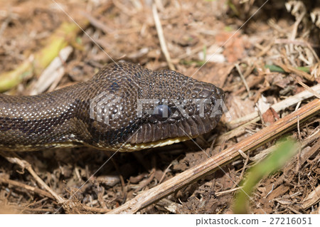 madagascar tree boa, Sanzinia madagascariensis madagascar tree boa, Sanzinia madagascariensis 27216051