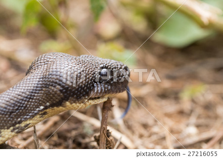 madagascar tree boa, Sanzinia madagascariensis 27216055