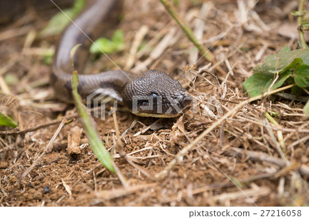 madagascar tree boa, Sanzinia madagascariensis madagascar tree boa, Sanzinia madagascariensis 27216058