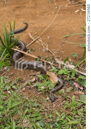 madagascar tree boa, Sanzinia madagascariensis madagascar tree boa, Sanzinia madagascariensis 27216060