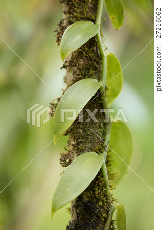 Closeup of The Vanilla plant, madagascar 27216062
