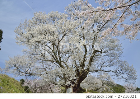 佛教寺廟的千年櫻桃樹奈良 27216321