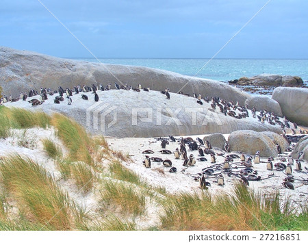 African penguins colony on the beach 27216851