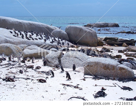 African penguins colony on the beach 27216852