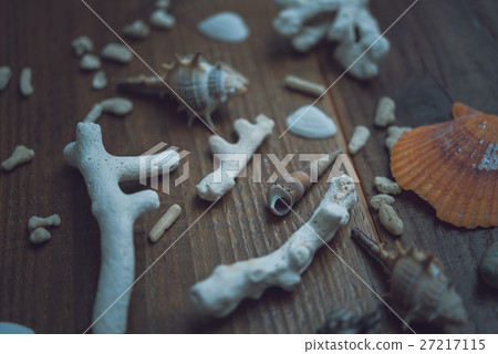 珊瑚碎片 27217115