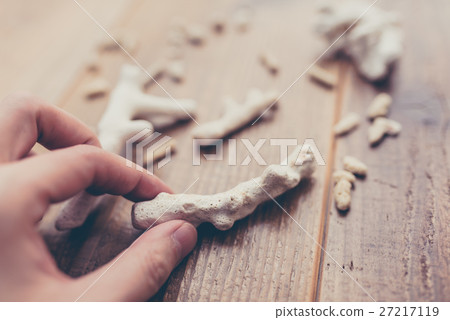 珊瑚碎片 27217119