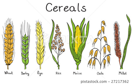 Cereals hand-drawn illustration Cereals hand-drawn illustration 27217362