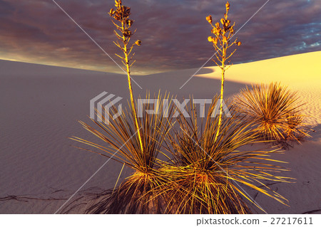 Yucca Yucca 27217611