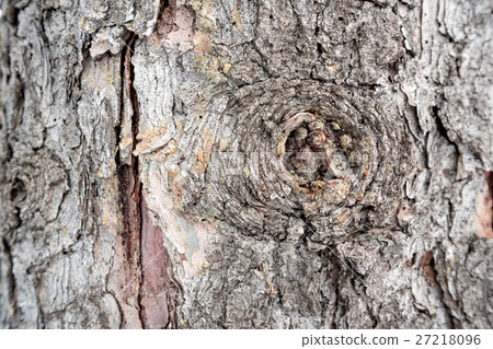 Spruce bark macro 27218096