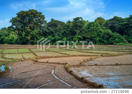 Fields with crops of rice in Sri Lanka Fields with crops of rice in Sri Lanka 27218098