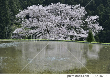 櫻花櫻花竹櫻花在荻野 27218298