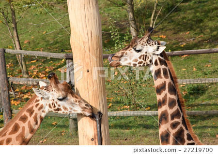Two Giraffes in Prague Zoo 27219700