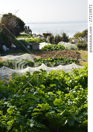 [Shiga Prefecture] Remote island of Lake Biwa, village scenery of Okishima (1,000 yen field) 27219972