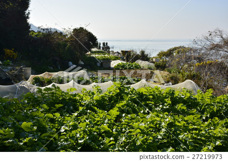 [Shiga Prefecture] Remote island of Lake Biwa, village scenery of Okishima (1,000 yen field) 27219973