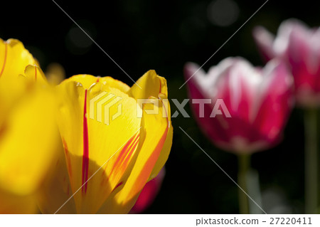 Plant Plant 27220411