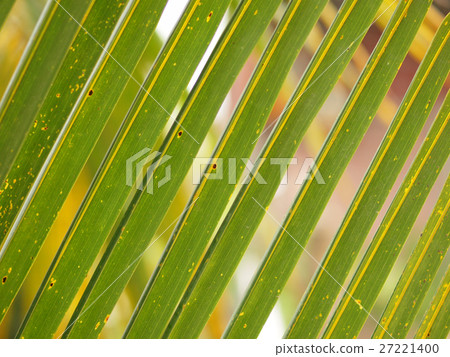 YELLOW AND GREEN COCONUT LEAF IN PATTERN YELLOW AND GREEN COCONUT LEAF IN PATTERN 27221400