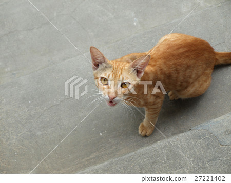 SNARLING CAT SNARLING CAT 27221402