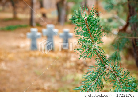 pine branch closeup pine branch closeup 27221703