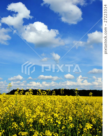 Rapeseed field and blue sky with clouds Rapeseed field and blue sky with clouds 27223314